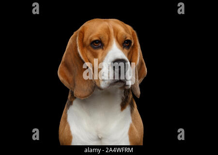 Closeup Portrait von Beagle Hund Satre isoliert auf schwarzen Hintergrund im Studio Stockfoto