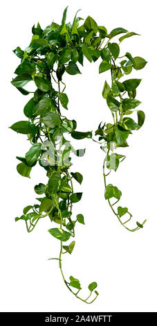 Ausschnitt jungle vIne. Ivy mit grünem Laub. Kletterpflanze auf weißem Hintergrund. Hochwertige wilden Reben Blätter für die professionelle Zusammensetzung. Stockfoto