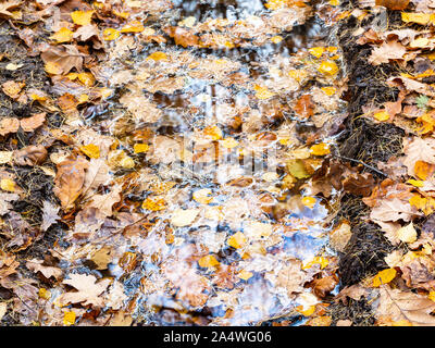 Laub schweben im Regen Pfütze in Spurweite der schmutzigen Straße in der City Park in späten Fal Stockfoto