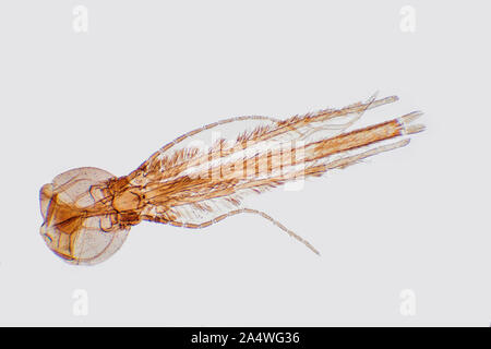 Moskito Kopf, Anopheles sp, mikroskopisch kleine, weiße Feld Beleuchtung Stockfoto