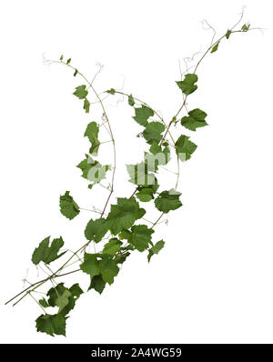 Ivy mit grünem Laub. Kletterpflanze auf weißem Hintergrund. Wilden Reben verlässt. Hochwertige Freistellungsmaske für die professionelle Zusammensetzung. Stockfoto