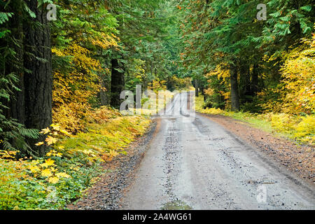 Ein nasser Straße schlängelt sich durch eine alte Wachstum gemäßigten Regenwald im Herbst, in der Oregon Cascade Mountains. Stockfoto