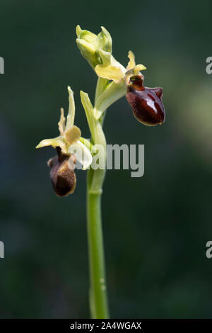 Frühe Spider Orchid, Ophrys sphegodes, Queller Hoe, Dover, Kent, Großbritannien Stockfoto