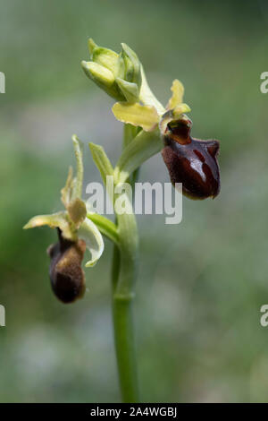 Frühe Spider Orchid, Ophrys sphegodes, Queller Hoe, Dover, Kent, Großbritannien Stockfoto