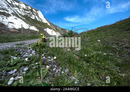 Frühe Spider Orchid, Ophrys sphegodes, Queller Hoe, Dover, Kent GROSSBRITANNIEN, Weitwinkelstellung, Lebensraum und weißen Kreidefelsen Stockfoto