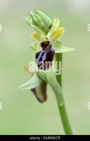 Frühe Spider Orchid, Ophrys sphegodes, Queller Hoe, Dover, Kent, Großbritannien Stockfoto