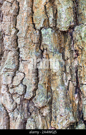 Natürliche Textur - Wrinkly Rinde am alten Stamm der Eiche (Quercus robur) in der Nähe von Stockfoto
