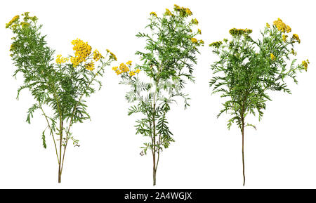 Ausschnitt Wildblumen. Gelbe Blumen auf weißem backgroung isoliert. Wilde Pflanzen. Hochwertige Freistellungsmaske. Stockfoto