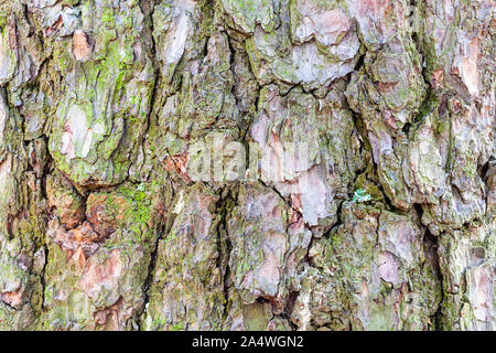Natürliche Textur-Moosigen Rinde auf ausgereifte Stamm von Pine Tree Nahaufnahme Stockfoto