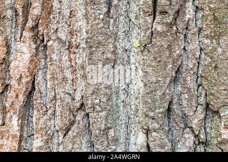 Natürliche Textur - gefurchte Rinde auf ausgereifte Stamm von Pappel (populus nigra) Nahaufnahme Stockfoto