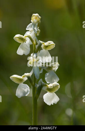 Green Winged Orchid, Anacamptis morio, Marden Meadow Nature Reserve, Kent GROSSBRITANNIEN, Nahaufnahme der Blüte, weiße Form, weder Heu Wiese, chalkland Stockfoto