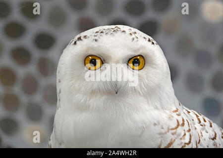 Porträt einer Schneeeule, Bubo scandiacus, in Oregon Cascade Mountains Stockfoto
