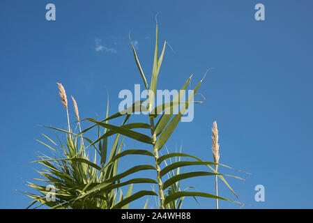 Arundo Donax Pflanzen mit blütenstand Stockfoto