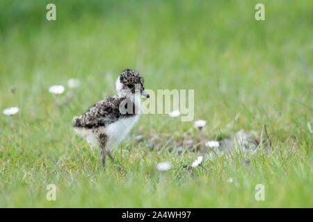 Kiebitz, Vanellus vanellus, elmley Sümpfe, Kent GROSSBRITANNIEN, National Nature Reserve, Jung, Küken, Feder, flauschige, niedlich, Baby, Stockfoto