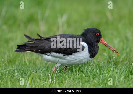 Austernfischer Haematopus ostralegus, elmley Sümpfe, Kent GROSSBRITANNIEN, National Nature Reserve Stockfoto