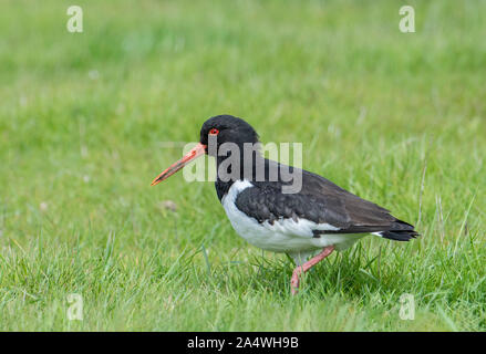 Austernfischer Haematopus ostralegus, elmley Sümpfe, Kent GROSSBRITANNIEN, National Nature Reserve Stockfoto