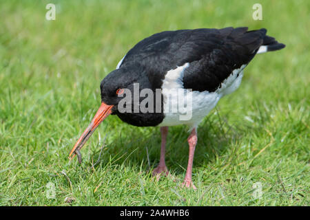 Austernfischer Haematopus ostralegus, elmley Sümpfe, Kent GROSSBRITANNIEN, National Nature Reserve Stockfoto