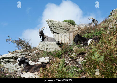 Vier verwilderte Ziegen hinlegen, ausruhen, im Tal der Felsen, in Felsen auf Skyline, Lynton, Exmoor Stockfoto