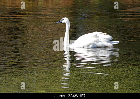 Trumpeter Schwäne, Cygnus buccinator, langsam auf ein Algen verkrustete Teich in zentralen Oregon gleiten Stockfoto