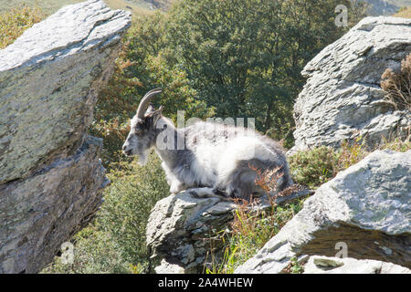 Feral Bock auf Rock, Felsvorsprung, sich ausruhen, im Tal der Felsen, Lynton, Exmoor Stockfoto