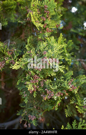 Chamaecyparis lawsoniana Zweig mit Früchten Stockfoto