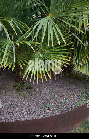 Chamaerops humilis Palmen in einem Garten Stockfoto