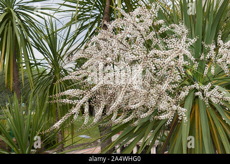 Weiß Blütenstand der Cordyline australis Palm Stockfoto