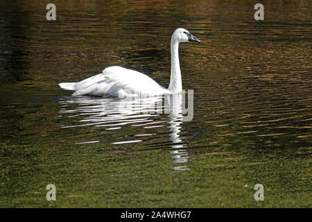 Trumpeter Schwäne, Cygnus buccinator, langsam auf ein Algen verkrustete Teich in zentralen Oregon gleiten Stockfoto