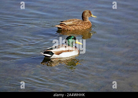 Porträt einer männlichen oder Drake, und eine weibliche Stockente, Anas platyrhynchos, auf den Deschutes River, Oregon, im Pazifik Flyway. Stockfoto