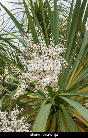 Weiß Blütenstand der Cordyline australis Palm Stockfoto