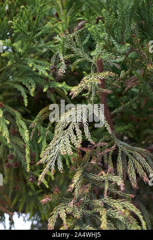 Cryptomeria japonica immergrüner Baum Stockfoto
