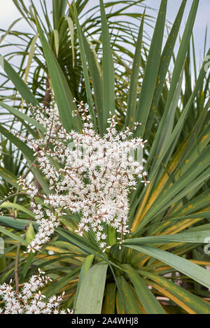 Weiß Blütenstand der Cordyline australis Palm Stockfoto