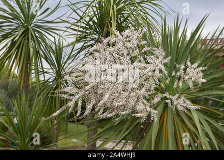 Weiß Blütenstand der Cordyline australis Palm Stockfoto