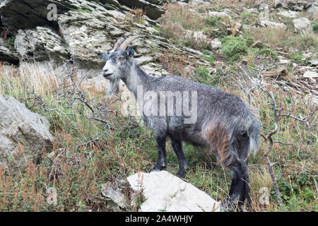 Wilde Ziege stehend im Tal der Felsen, Lynton, Exmoor Stockfoto