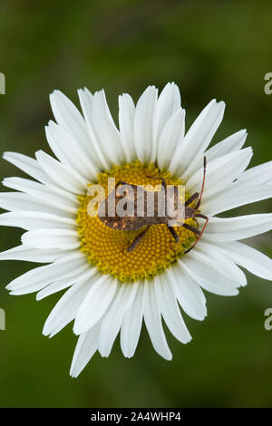 Braun Shield Bug, Coreus marginatus, auf Oxyeye Daisy Flower, Squash bug, lydden Tempel Ewell, Kent Wildlife Trust, GB Stockfoto