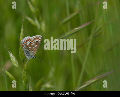 Gemeinsame Blauer Schmetterling, Polyommatus Icarus, männlich, lydden Tempel Ewell, Kent Wildlife Trust, GB, ruht auf Gras, Unterseite der Flügel Stockfoto