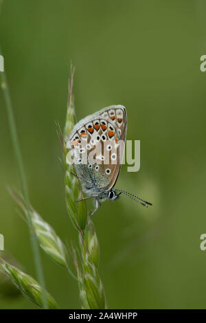 Gemeinsame Blauer Schmetterling, Polyommatus Icarus, männlich, lydden Tempel Ewell, Kent Wildlife Trust, GB, ruht auf Gras, Unterseite der Flügel Stockfoto
