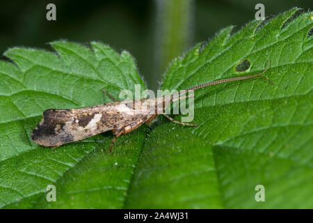 Caddisfly, Erwachsener, um Trichoptera, Stodmarsh Naturschutzgebiet, Kent GROSSBRITANNIEN Stockfoto