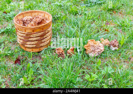 Gesammelte Pilze Linien liegen auf dem Gras und in einem Weidenkorb Stockfoto