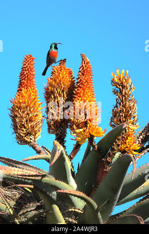 Auf einem Bitter Aloe, eine männliche Größere Doppelklicken thront collared Sunbird gebieterisch Umfragen sein Gebiet in der Nähe von Cradock in der Eastern Cape. Stockfoto