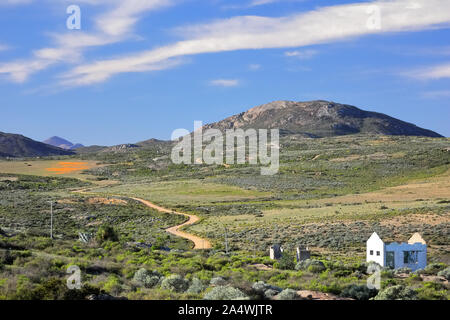 Unter einer exotischen blauer Himmel, eine kurvenreiche Landstraße führt verlassenen Ruinen auf dem Weg zu einem weit entfernten Bereich der orange Gänseblümchen in die kamiesberg Ausläufern. Stockfoto