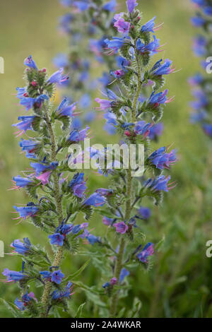 Vipers Bugloss Blume, Echium vulgare, Blueweed, borretsch Familie Boraginaceae, Sandwich, Kent, UK Stockfoto