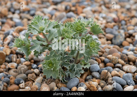 Sea Holly, Eryngium maritimum, Sandwich, Kent, UK, wächst an Kiesstrand Kiesstrand Stockfoto