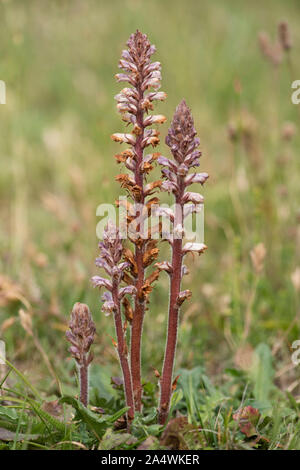 Mehr Broomrape, rapum Orobanche - genistae, Sandwich, Kent, UK, holoparasitic Angiospermen, die zu der Gattung Orobanche; nicht-photosynthetische Pflanzen t Stockfoto