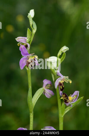 Bienen-ragwurz Ophrys apifera, Tyland, Scheune, Kent Wildlife Trust, Kent GROSSBRITANNIEN, Stockfoto