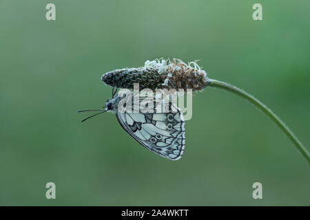 Marbled White Butterfly, Melanargia galathea, leybourne Seen Country Park, Kent GROSSBRITANNIEN, ruht auf plantin Unterseite der Flügel Stockfoto