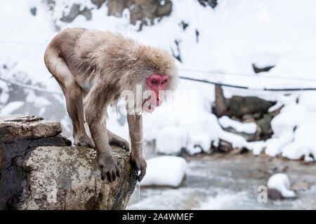 Snow monkey in einer heißen Quelle springen an jigokudani Yaen-Koen (Wild Snow Monkey Park), Präfektur Nagano, Japan. Stockfoto