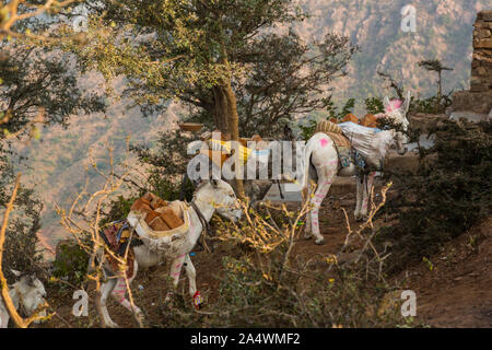 Bemalte Esel in Indien Stockfoto
