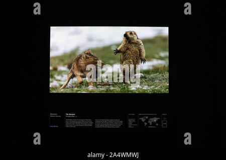 Naturfotograf des Jahres am Natural History Museum, London, England, UK. Naturfotograf des Jahres ist das Natural History Museum Schaufenster für die weltweit besten Natur Fotografie. Die Ausstellung im Naturhistorischen Museum öffnet am Freitag, 18. Oktober 2019. Buchung ist besonders für Wochenenden, die neigen, heraus zu verkaufen empfohlen. Der diesjährige Wettbewerb nahmen über 48.000 Einträge aus Profis und Amateure in 100 Ländern. Der Wettbewerb 2020 eröffnet Montag, 21. Oktober und endet um 11.30 Uhr am 12. Dezember 2019. Stockfoto