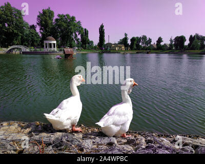 Zwei weiße Gänse in der Nähe der See im Park Stockfoto